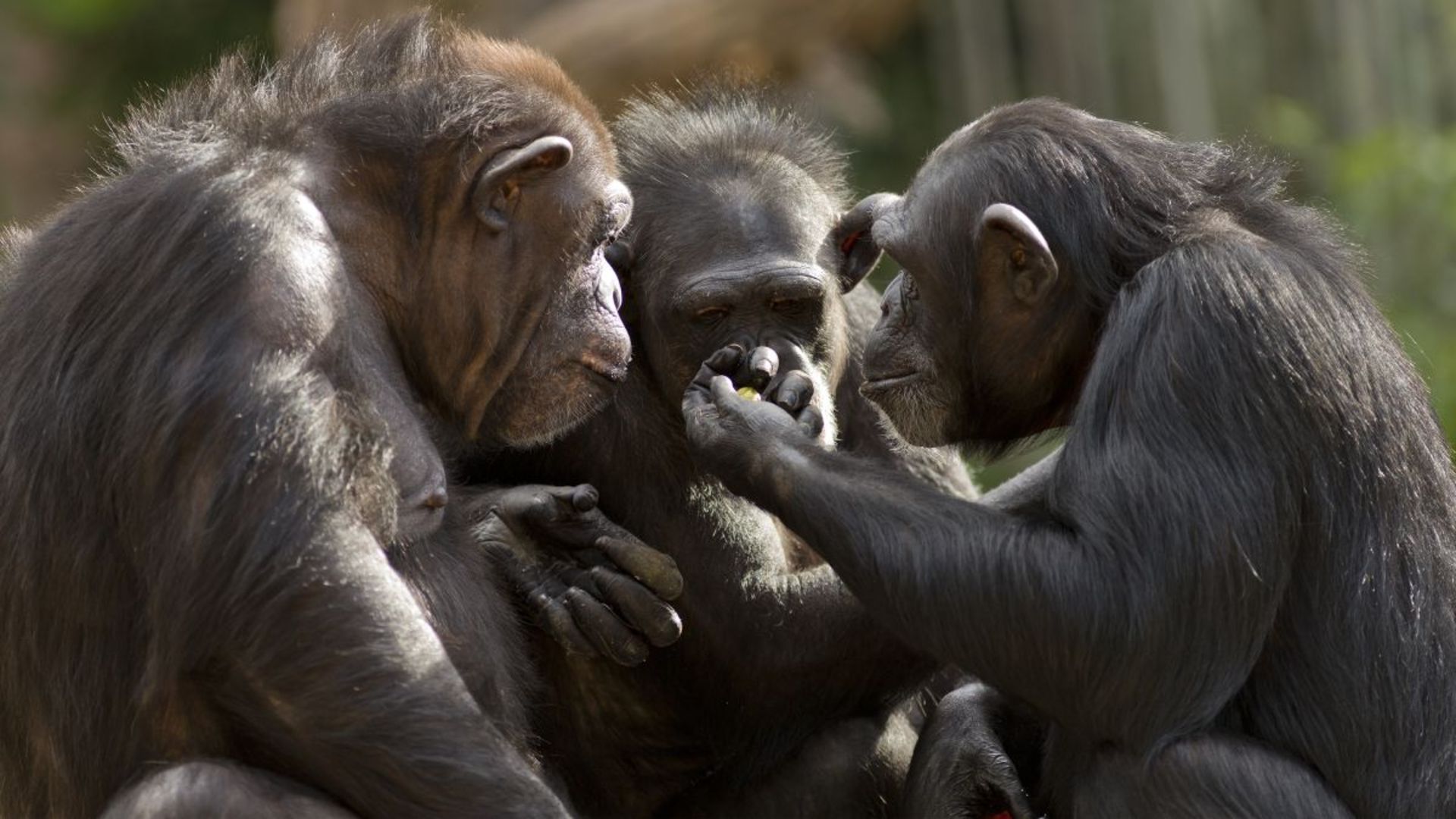 سه شامپانزه در حال بحث