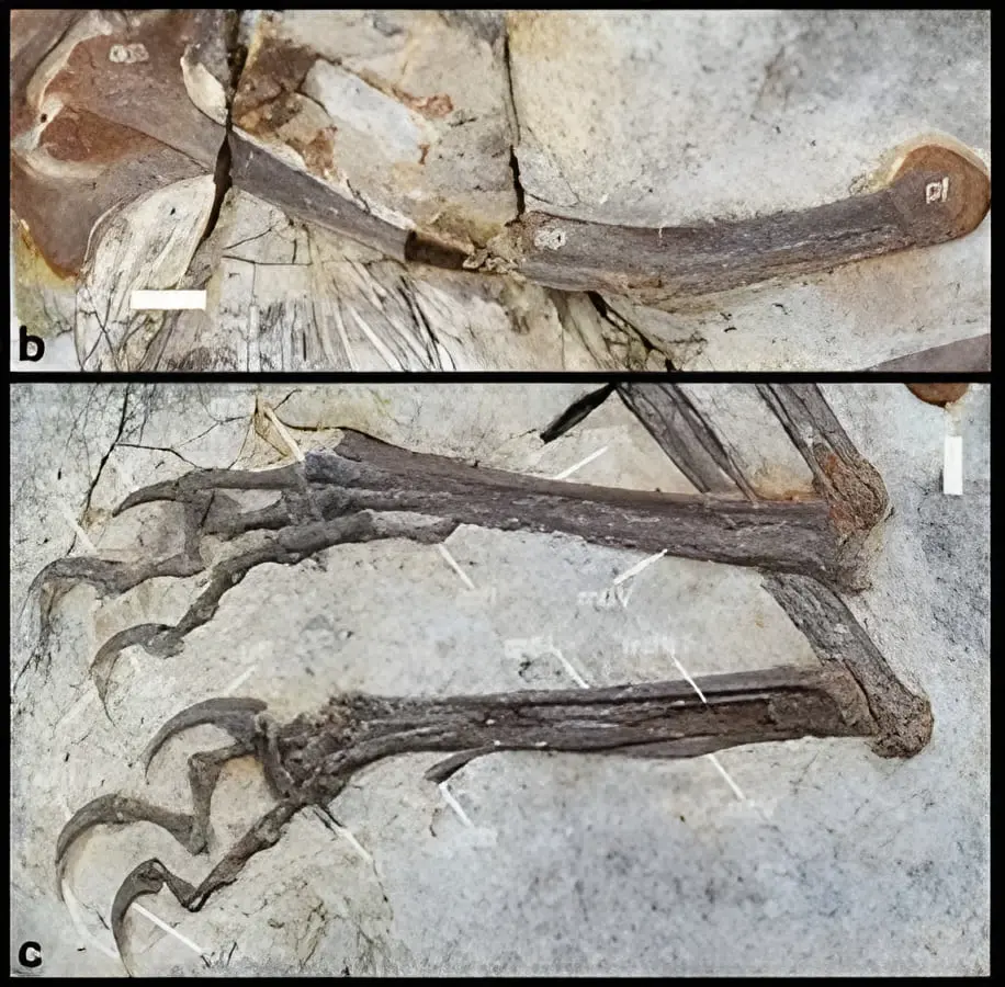 فسیل دایناسور پرنده (Archaeopteryx-like) با استخوان‌های کامل در دل سنگ
