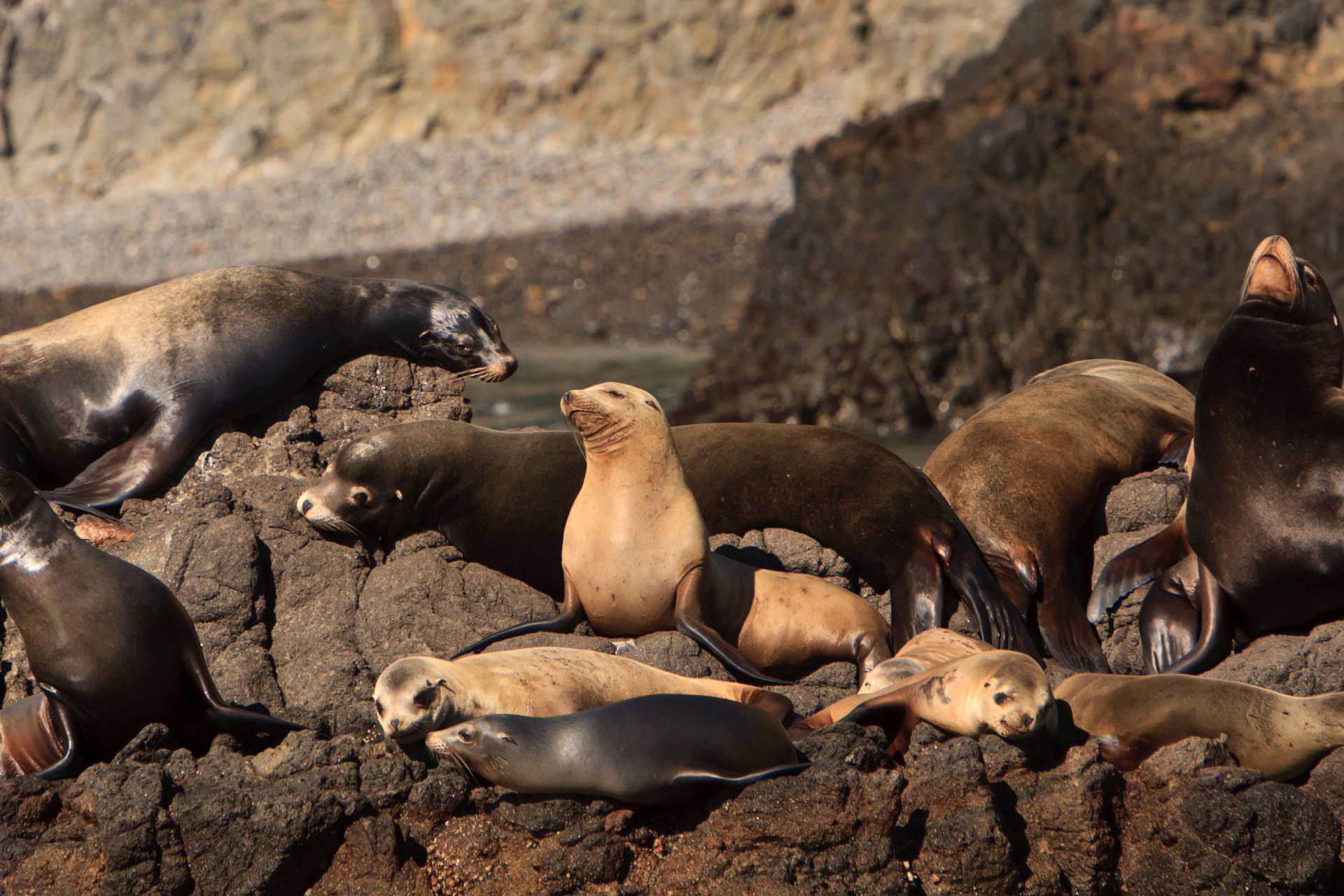 گروهی از شیرهای دریایی روی صخره در حال استراحت