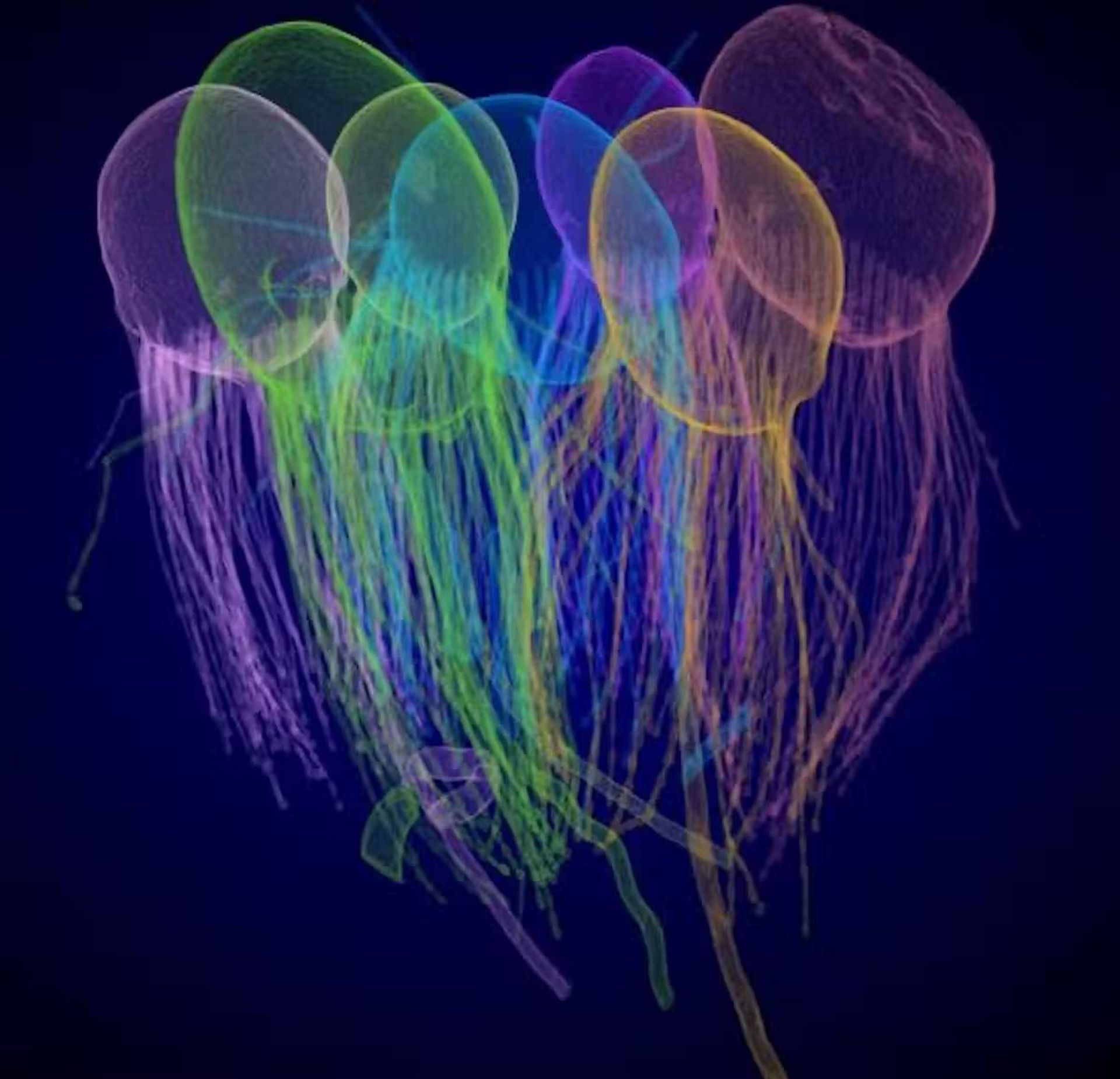  قیفی‌تاژک‌داران