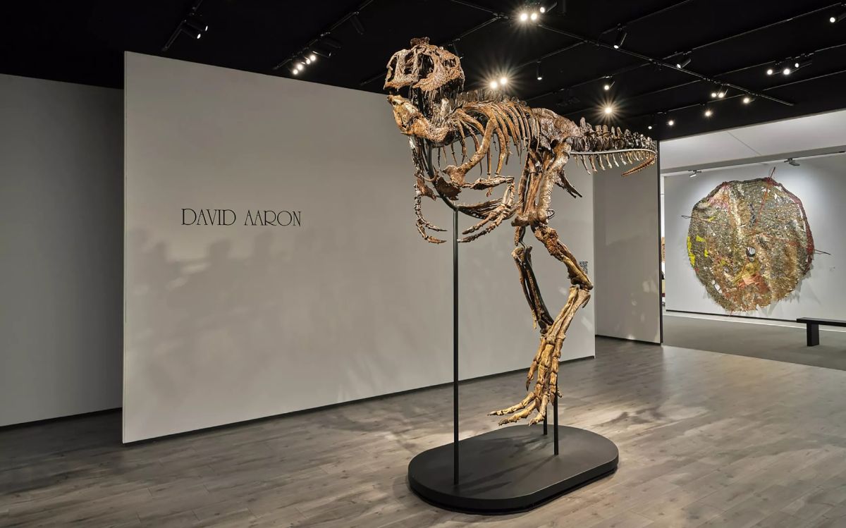 فسیل ۲۰ میلیون دلاری دیناسور چامپر در گالری دیوید آرون در لندن
