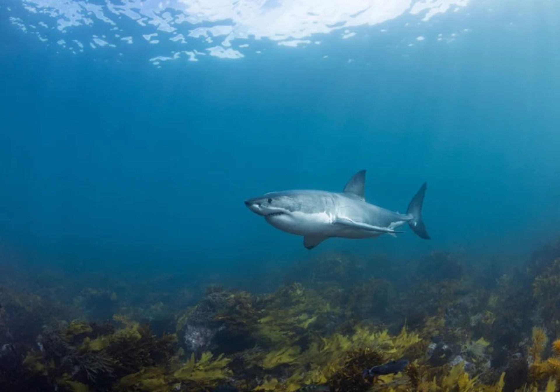  کوسه سفید بزرگ