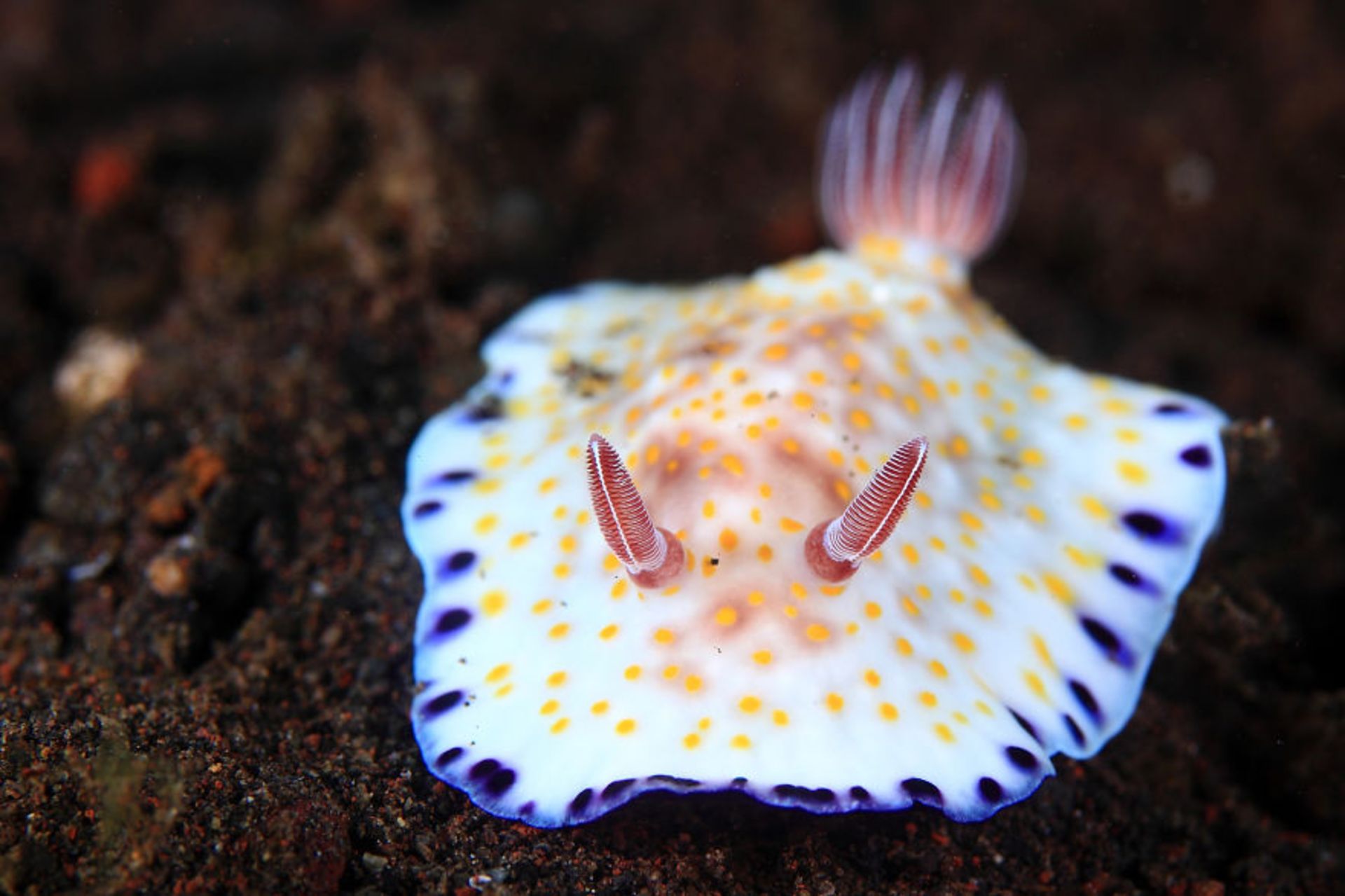 لیسه دریایی Chromodoris Alius