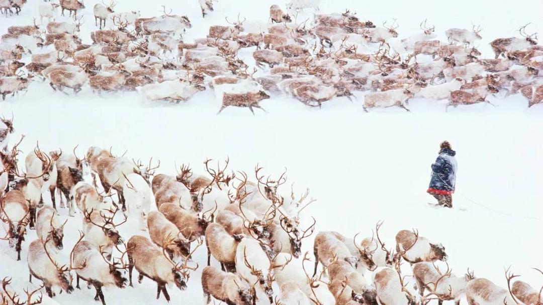 قوم چوکچی گله دار گوزن شمالی