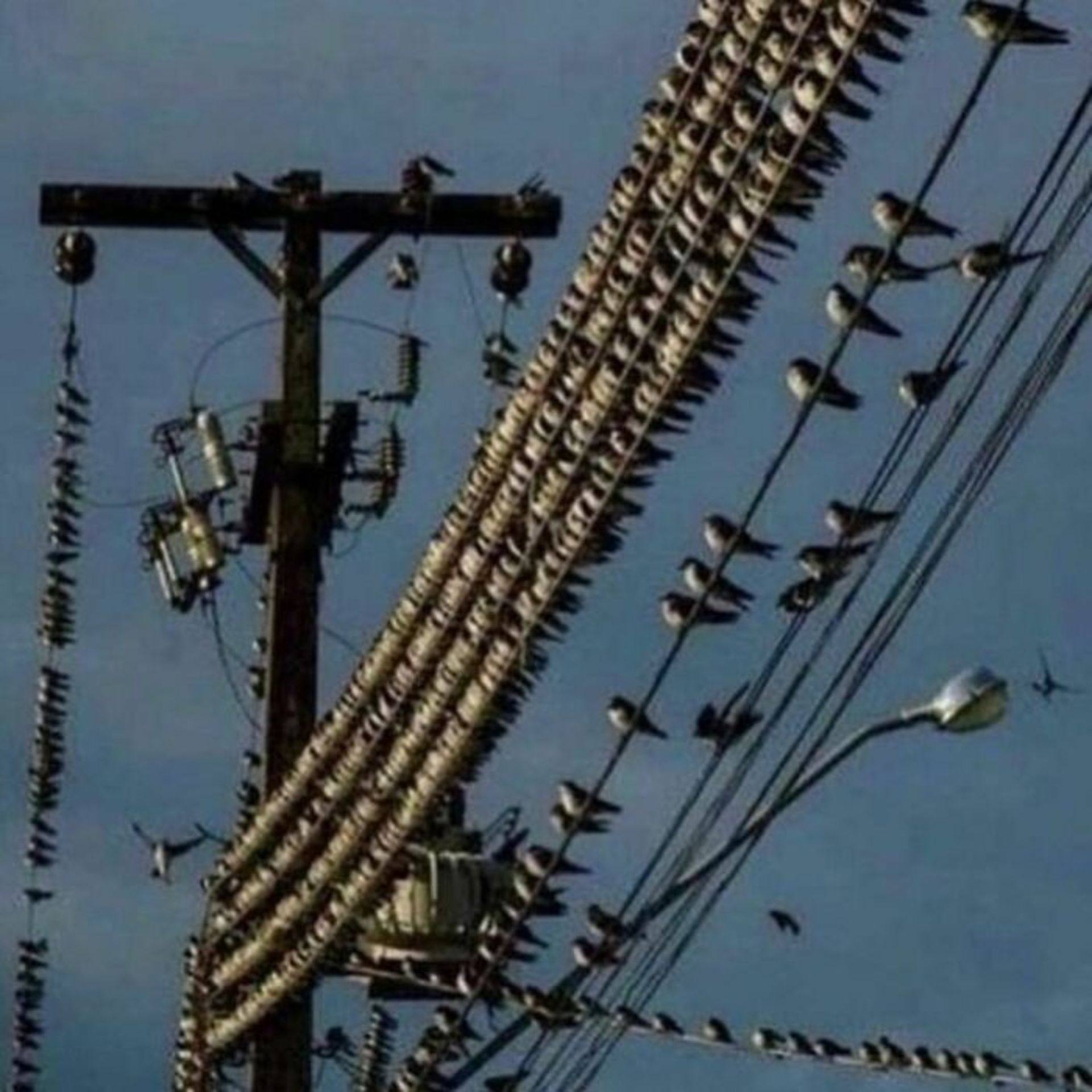 پرنده‌ها روی سیم ‌های برق