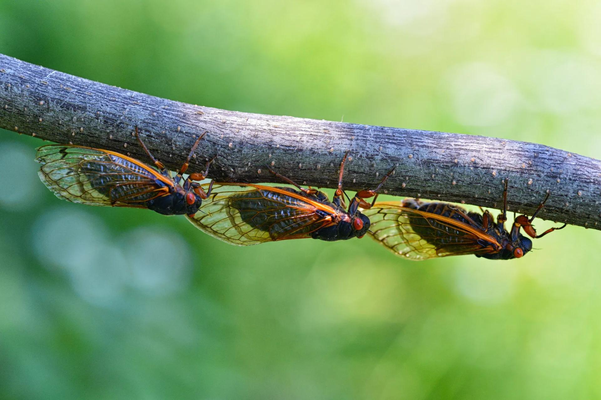 انقراض خاموش: چرا جمعیت حشرات در ۳۰ سال گذشته ۷۵ درصد کاهش یافته است؟