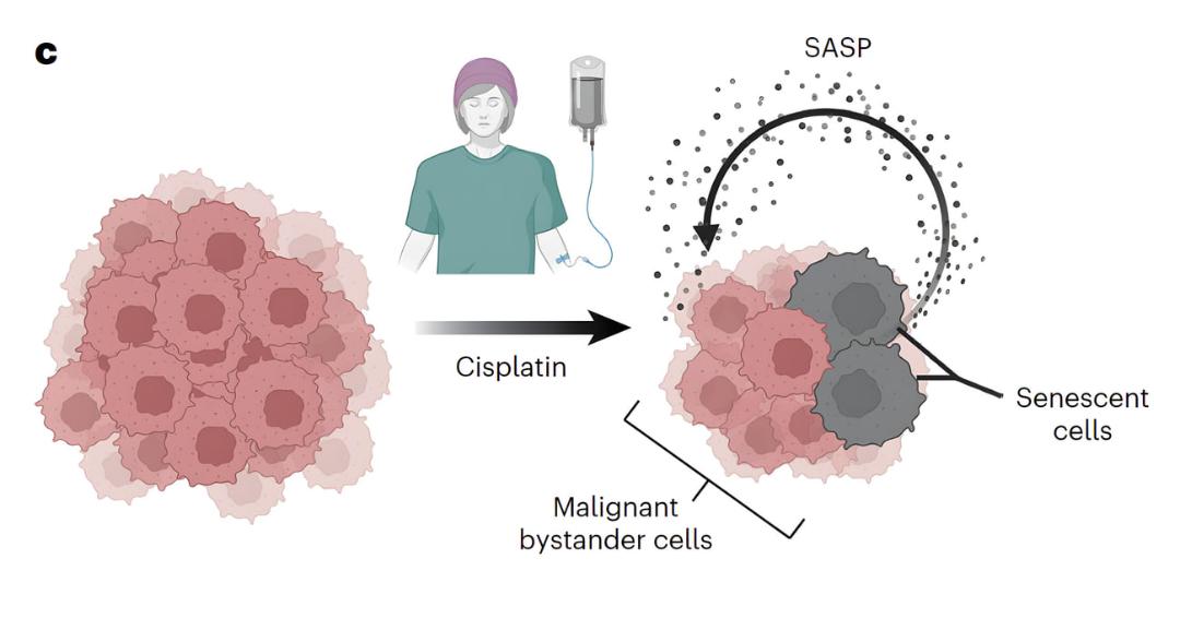 سلول‌های سرطانی (Malignant bystander cells) و سلول‌های پیر (Senescent cells) پس از درمان با سیس‌پلاتین (Cisplatin)