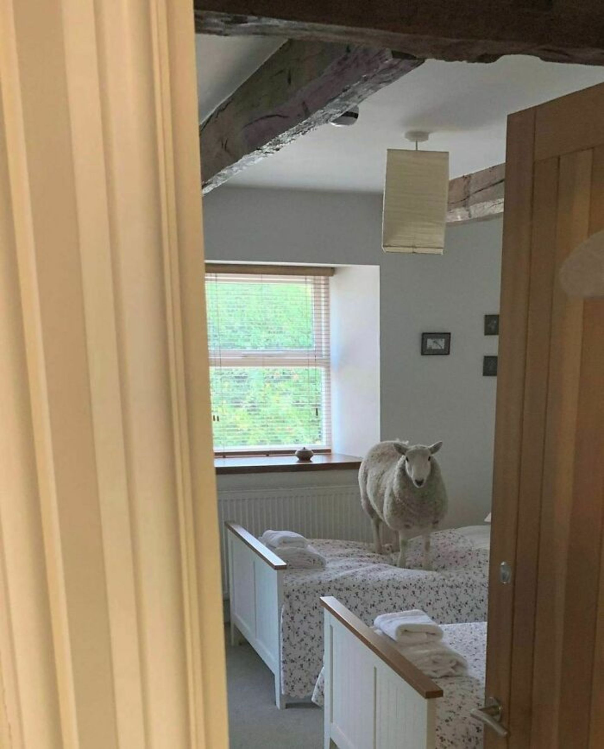 گوسفند روی تخت در اتاق خواب