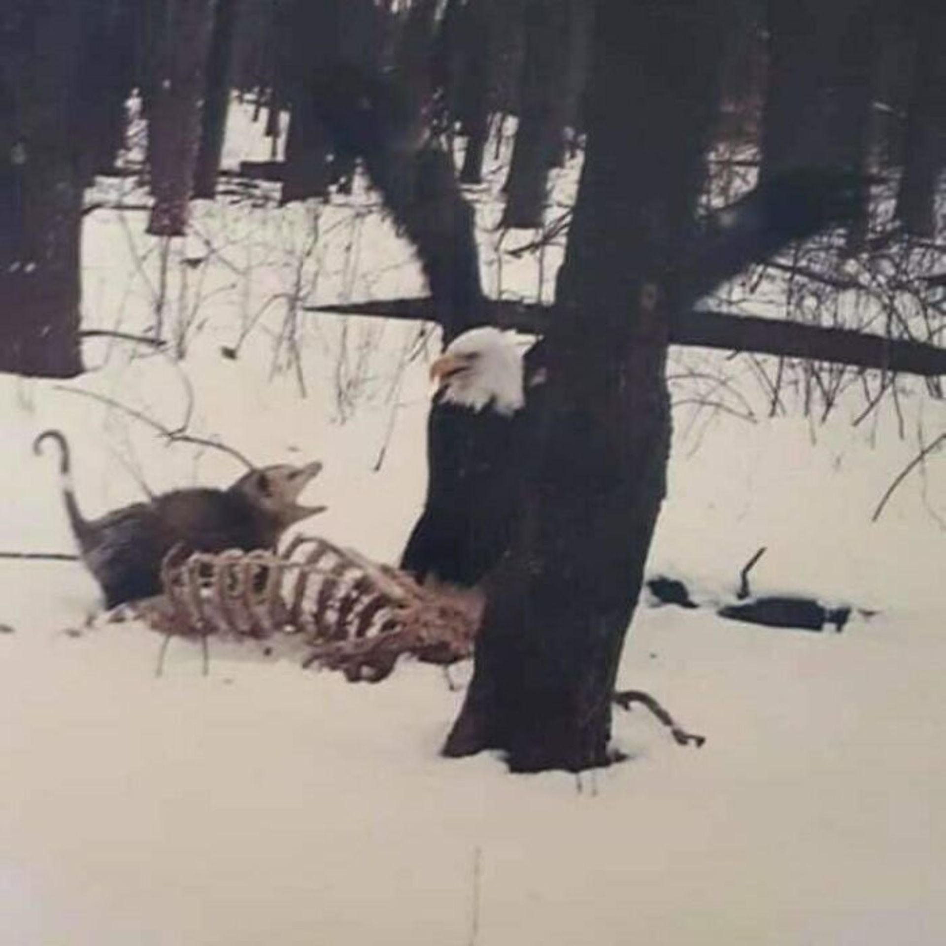 صاریغ و عقاب در برف