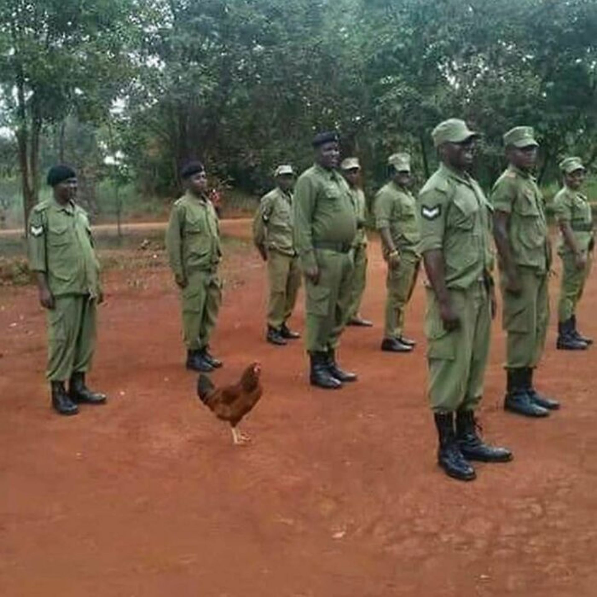 مرغ بین سربازان