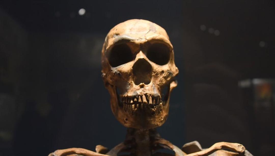 جمجمه اسکلت نئاندرتال کلاسیک پس زمینه سیاه
