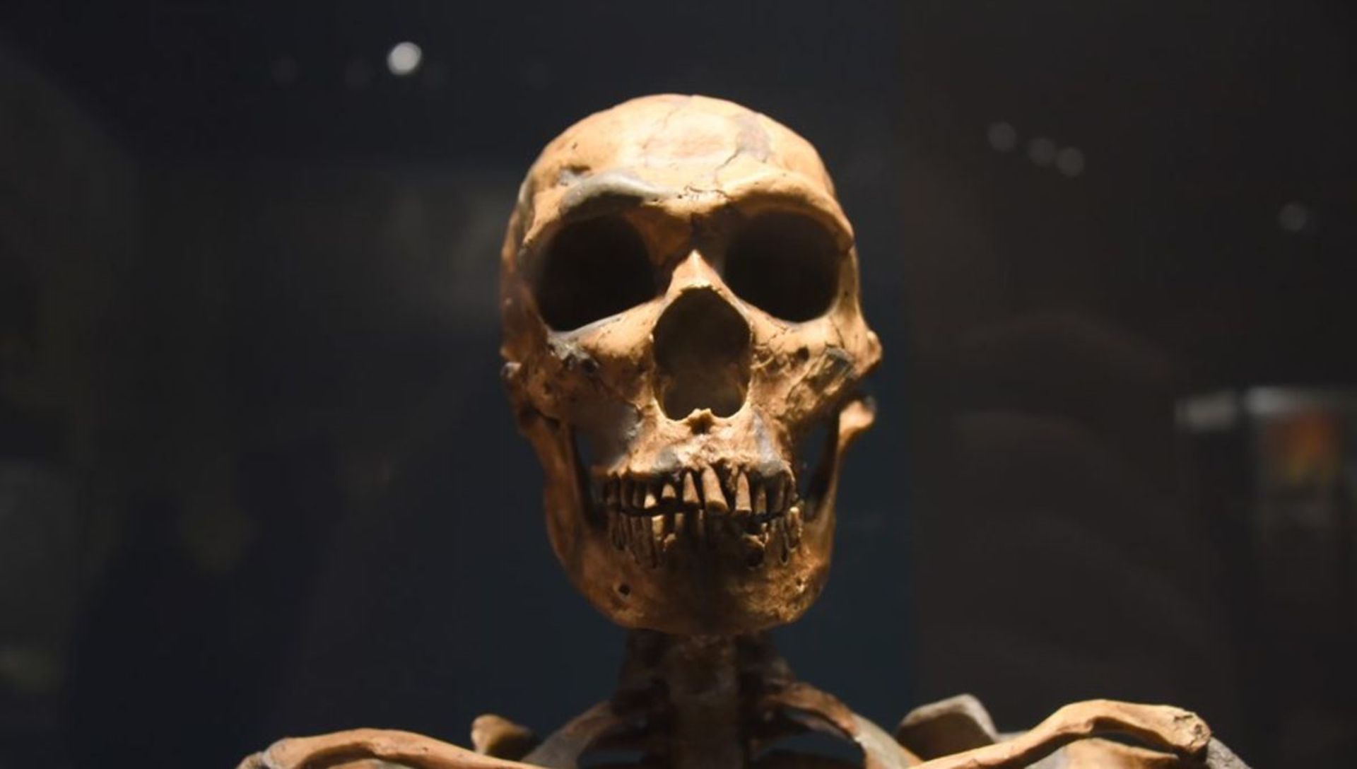 جمجمه اسکلت نئاندرتال کلاسیک پس زمینه سیاه