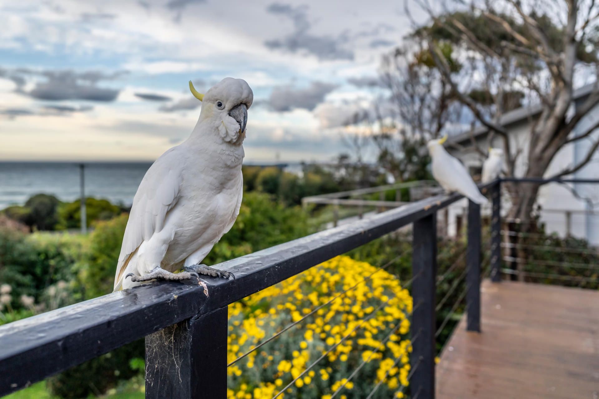 کاکاتوهای تاج‌زرد در سیدنی استرالیا روی نرده تراس نشسته است