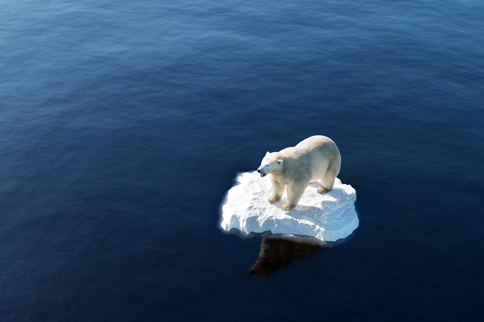 خرس قطبی سفیدرنگ روی یک تکه یخ در وسط اقیانوس ایستاده است