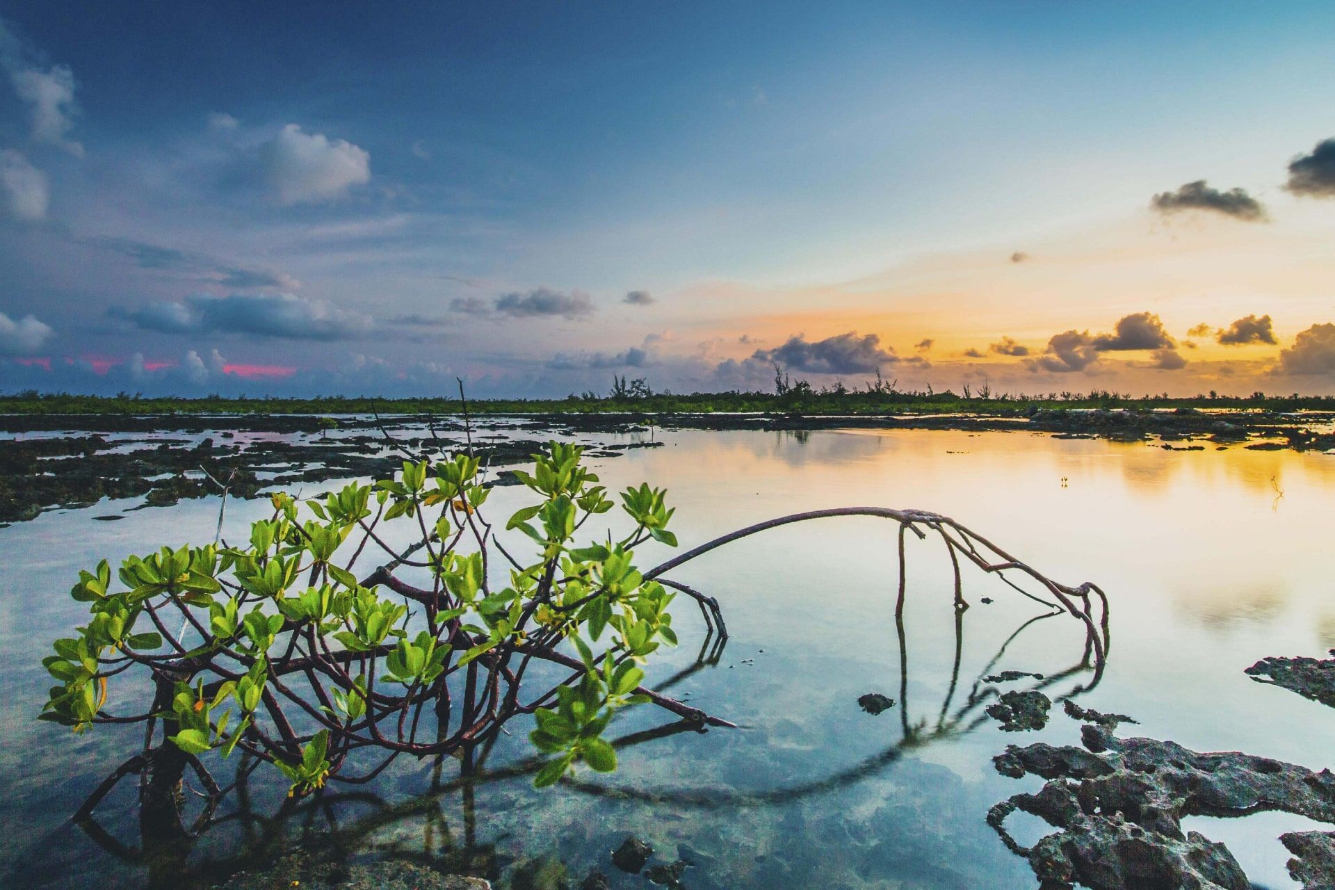 مانگروهای باهاما