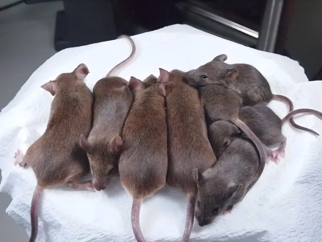 موش‌های کلون شده (Cloned mice) در آزمایشگاه تحقیقاتی RIKEN روی یک سطح سفید