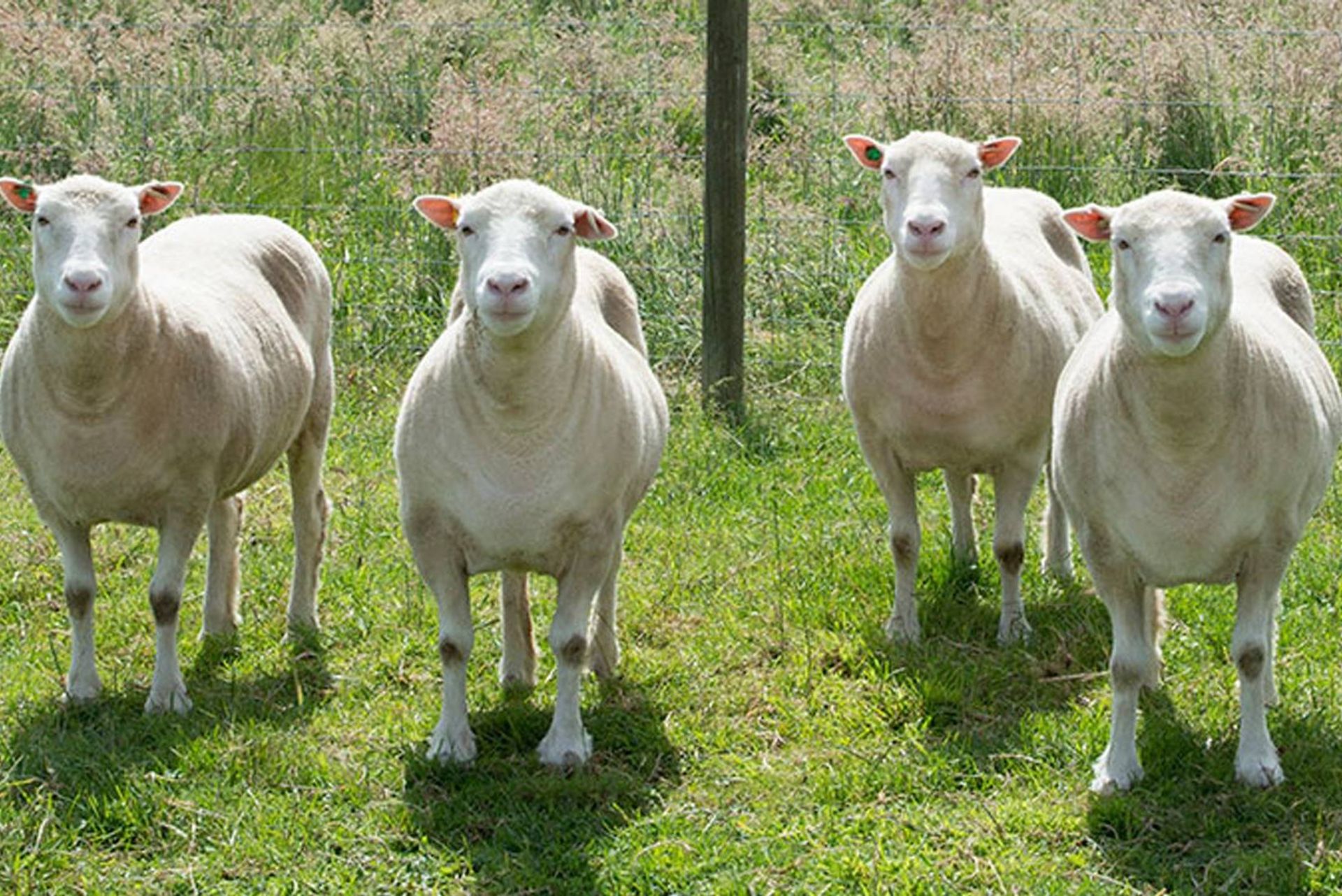 گوسفندهای شبیه سازی شده