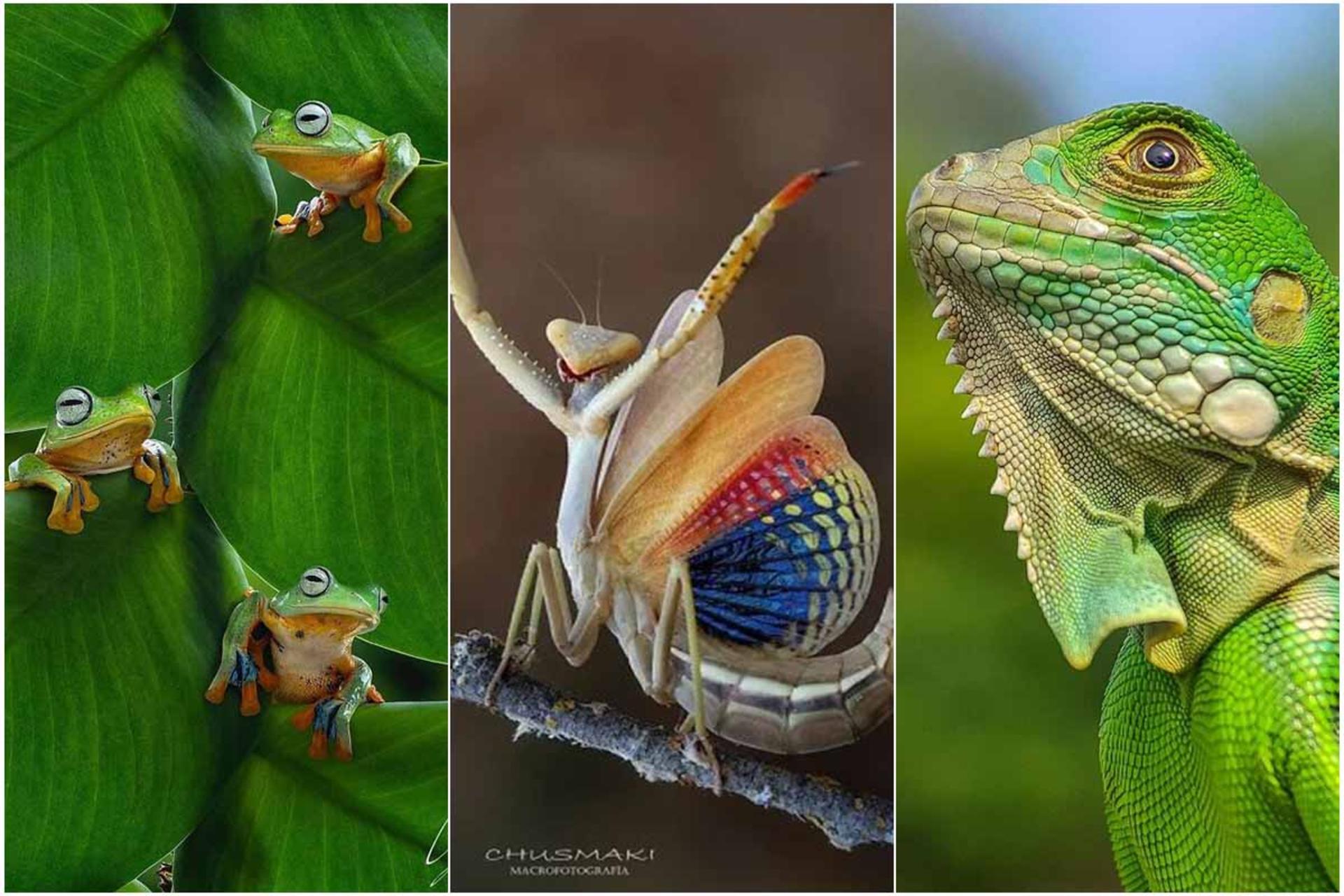  عکاسی ماکرو از حشرات