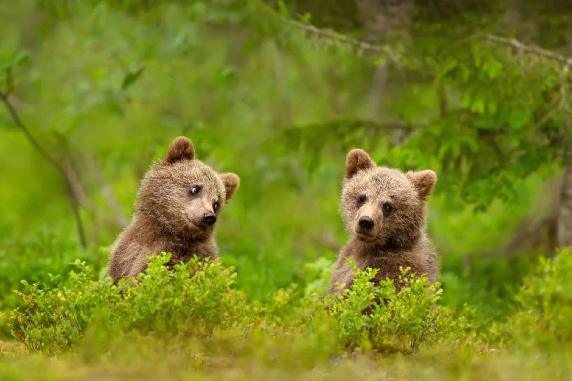 نمای نزدیک از توله‌های خرس قهوه‌ای اروپایی (Ursus arctos arctos) در جنگل‌های فنلاند