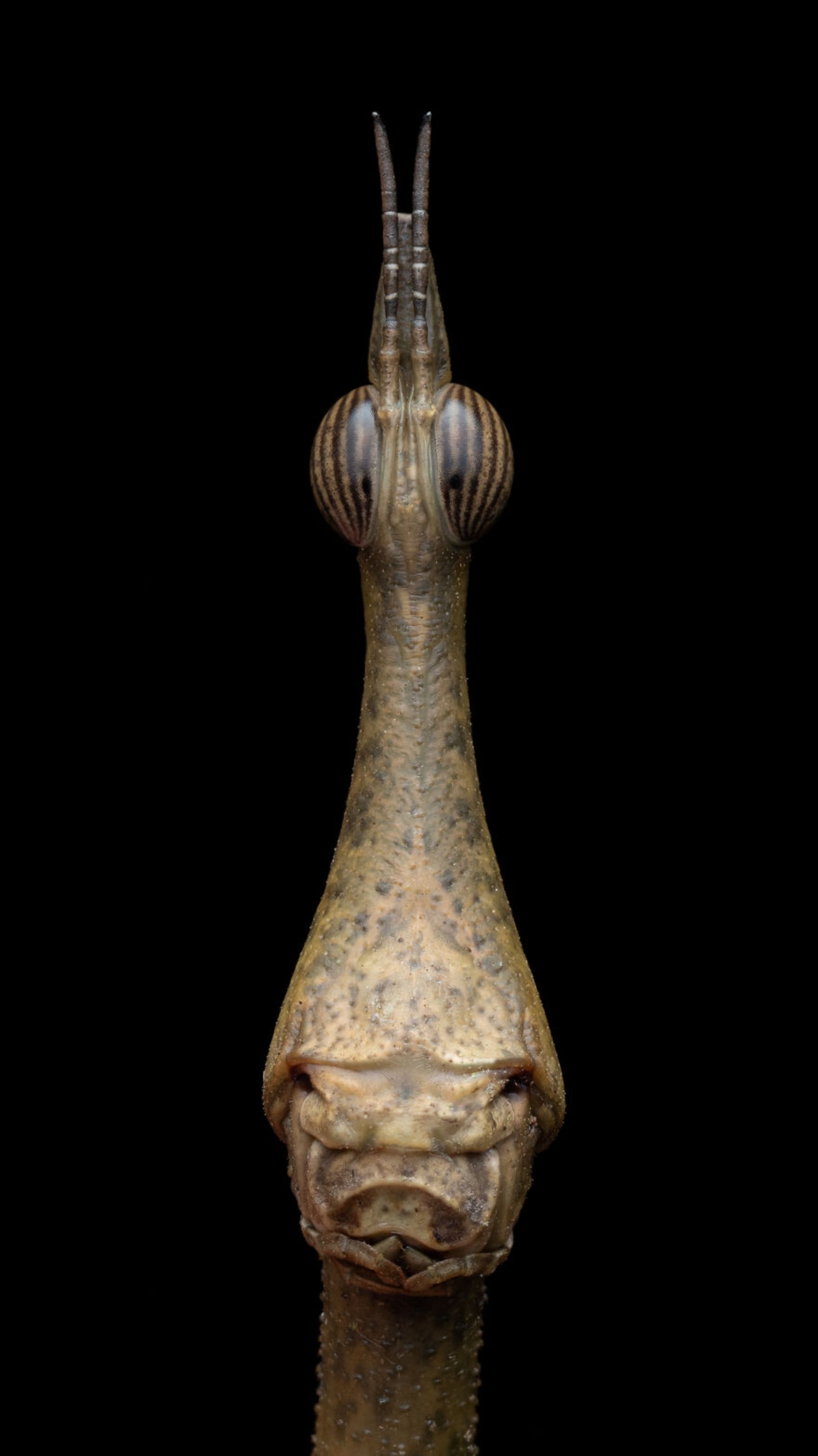 مسابقه عکاسی کلوزآپ ۲۰۲۳