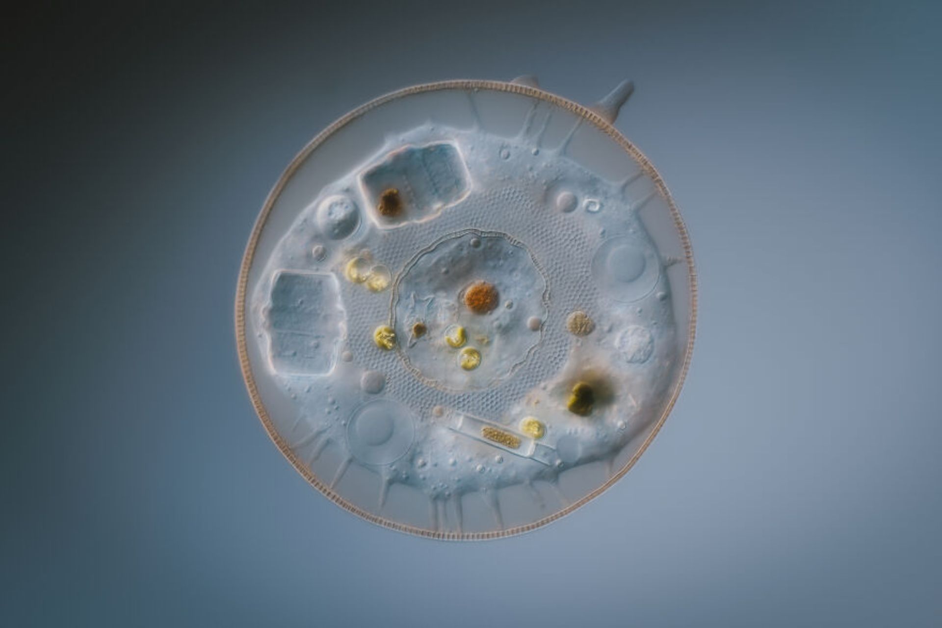 مسابقه عکاسی کلوزآپ ۲۰۲۳