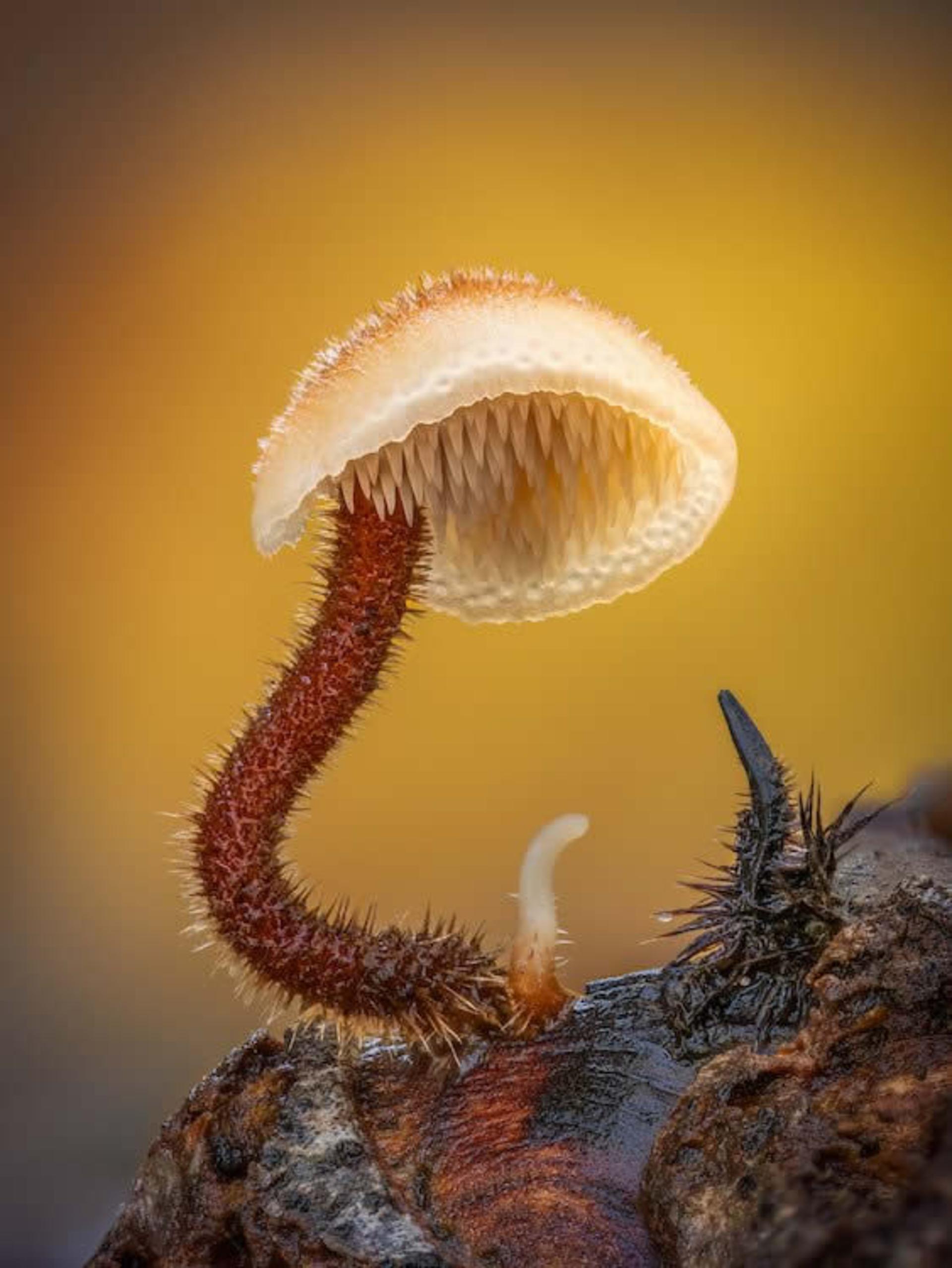برندگان مسابقه عکاسی کلوزآپ ۲۰۲۴