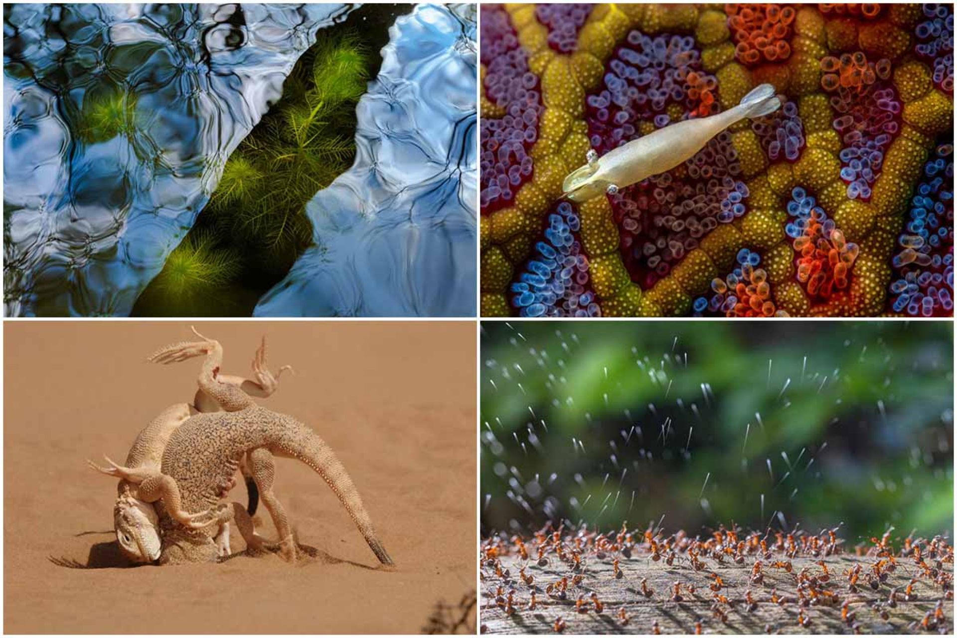 آثار برندگان مسابقه عکاسی کلوز آپ