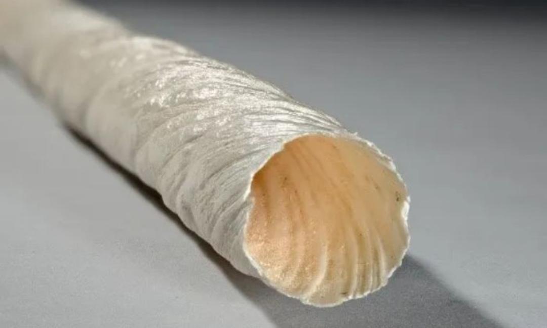 نمایی نزدیک از یک عاج ناروال به طول ۱۳۷ سانتی‌متر