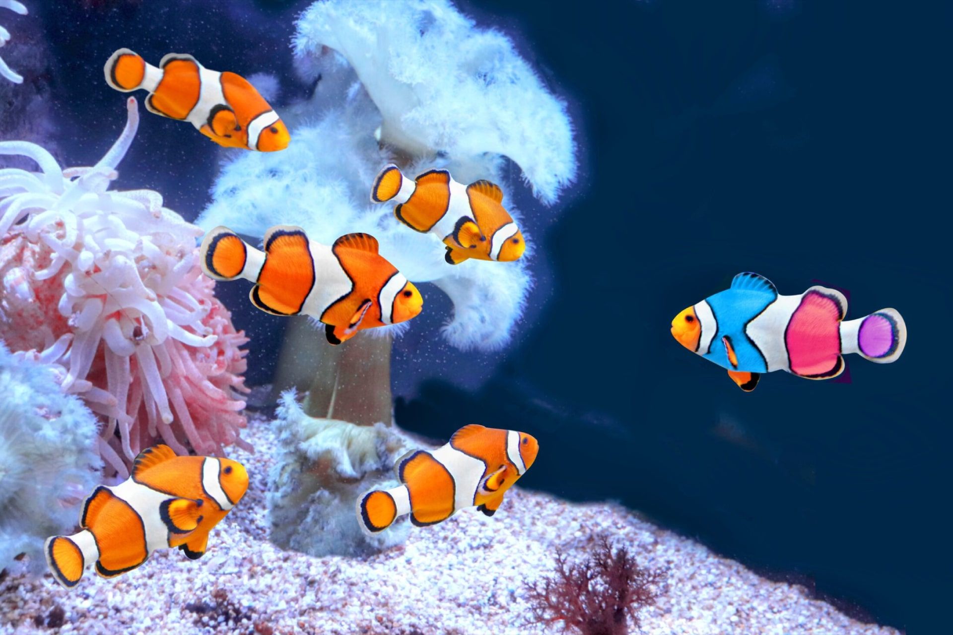 یک دلقک ماهی رنگارنگ با جهش ژنتیکی و چند دلقک ماهی نارنجی در میان مرجان‌ها و گیاهان زیر آب