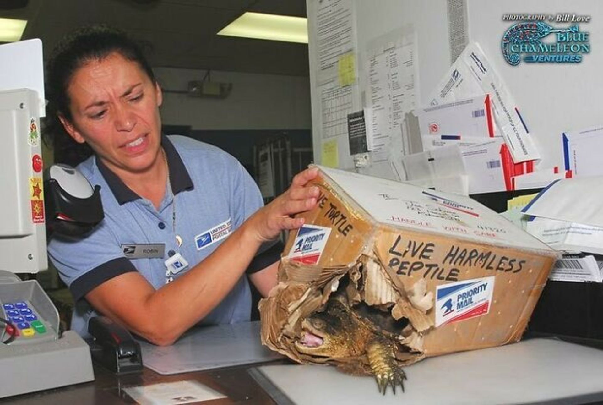 لاکپشت در جعبه اداره پلیس