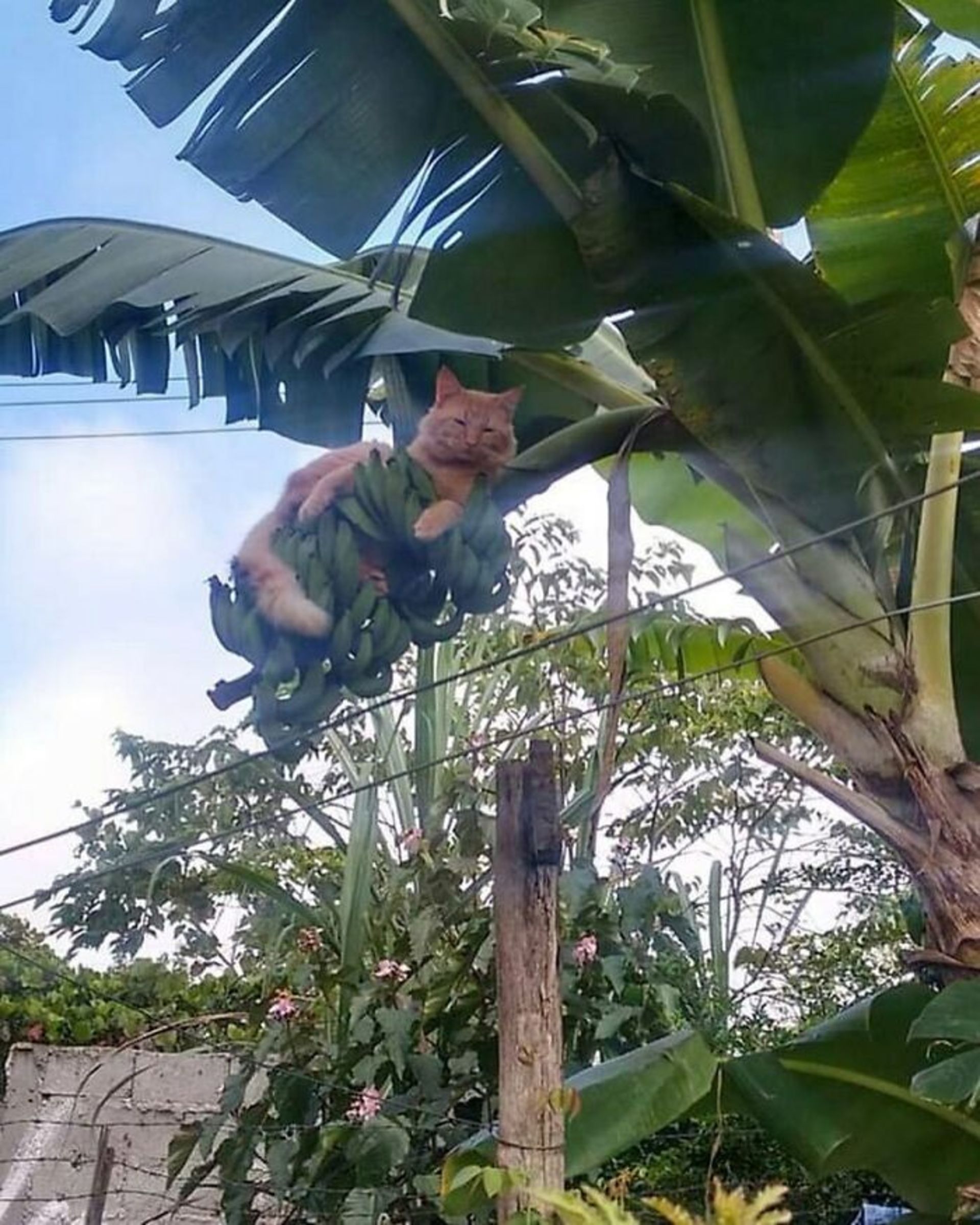 گربه بین موزها