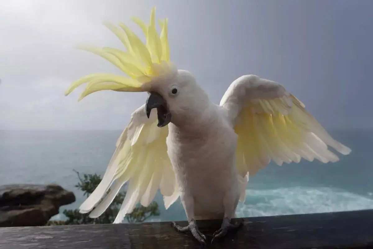 طوطی‌کاکلی گوگردی (Cacatua galerita) در حال اجرای حرکات نمایشی