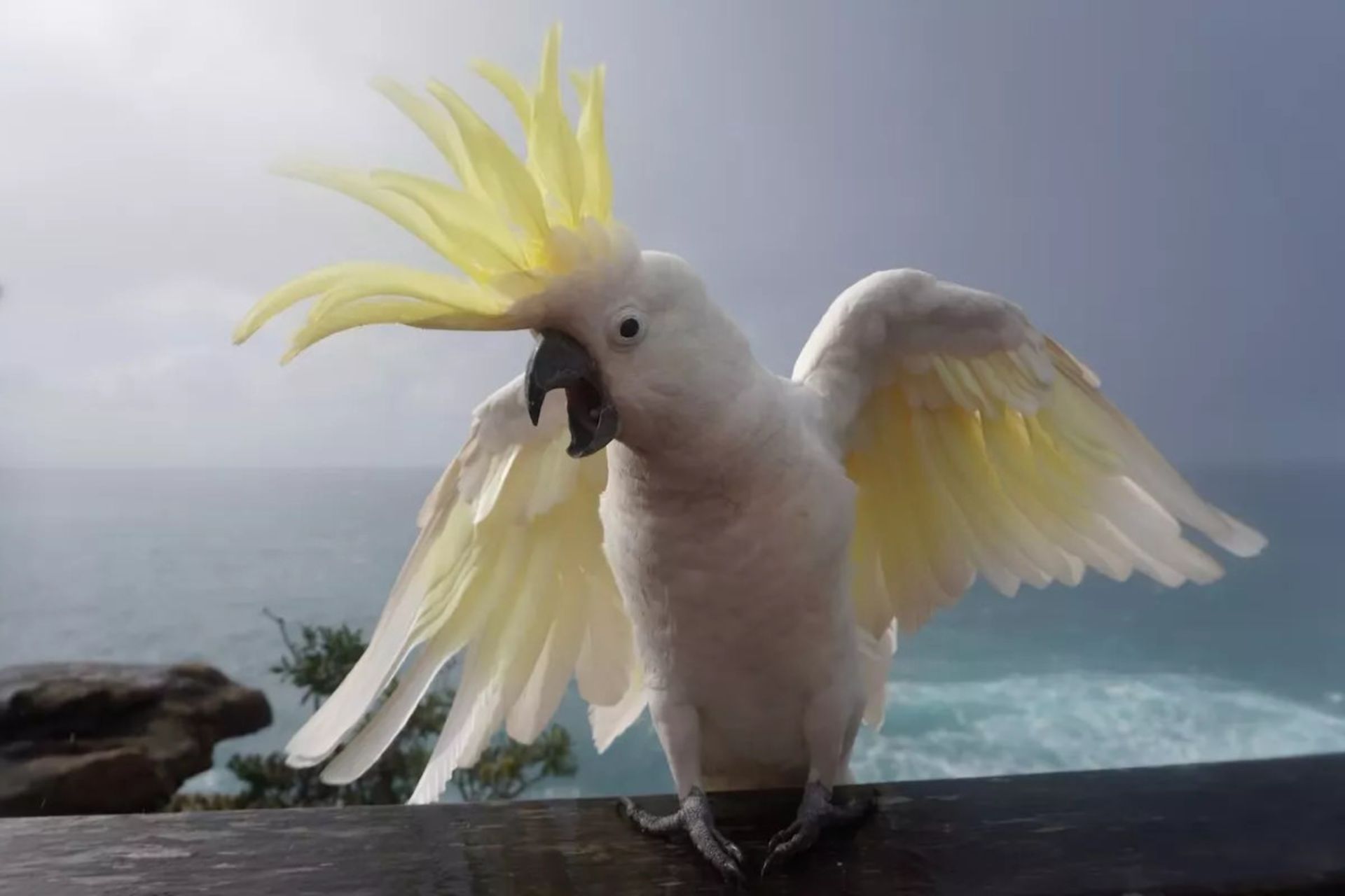 طوطی‌کاکلی گوگردی (Cacatua galerita) در حال اجرای حرکات نمایشی