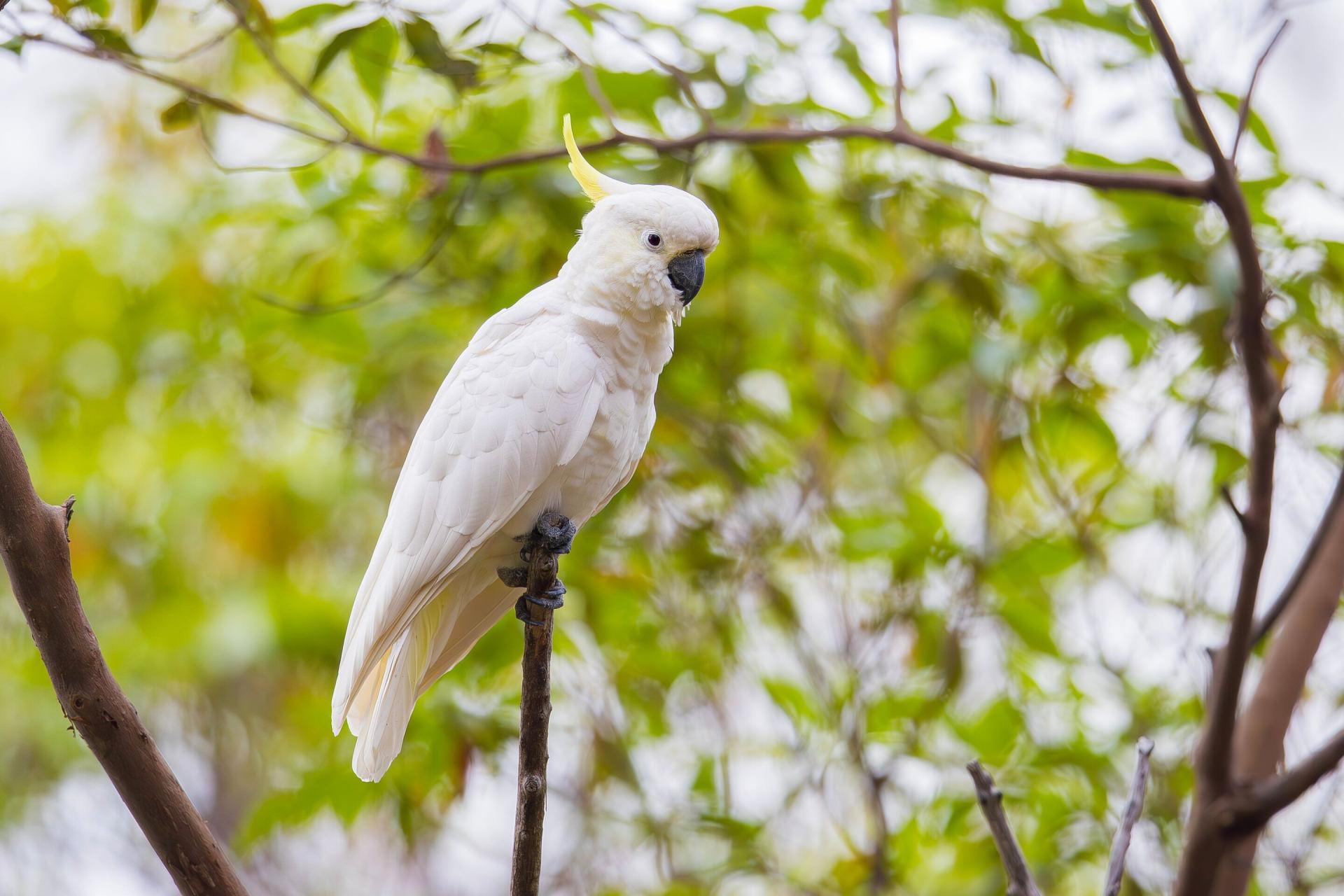 طوطی‌کاکلی گوگردی (Cacatua galerita) از خانواده کاکاتو روی درخت نشسته است