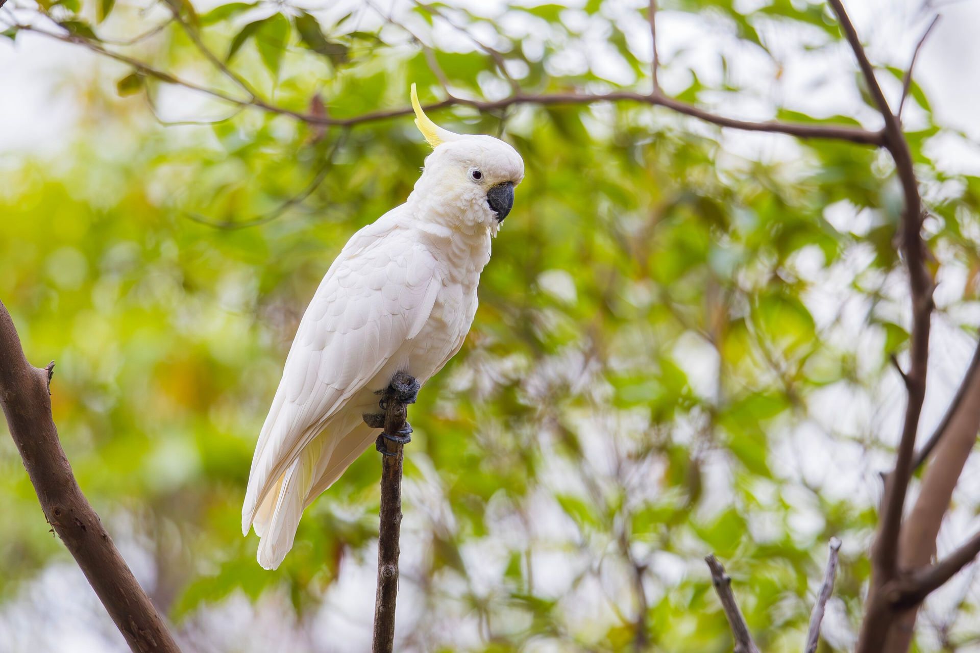 طوطی‌کاکلی گوگردی (Cacatua galerita) از خانواده کاکاتو روی درخت نشسته است