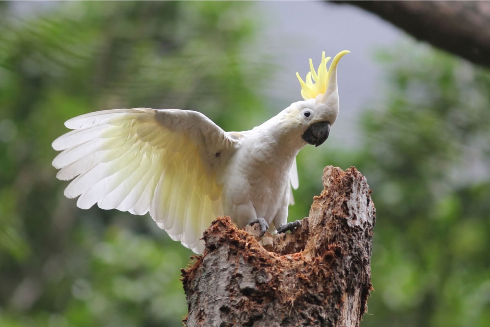 طوطی‌کاکلی گوگردی (Cacatua galerita) از خانواده کاکاتو روی شاخه بال می‌زند