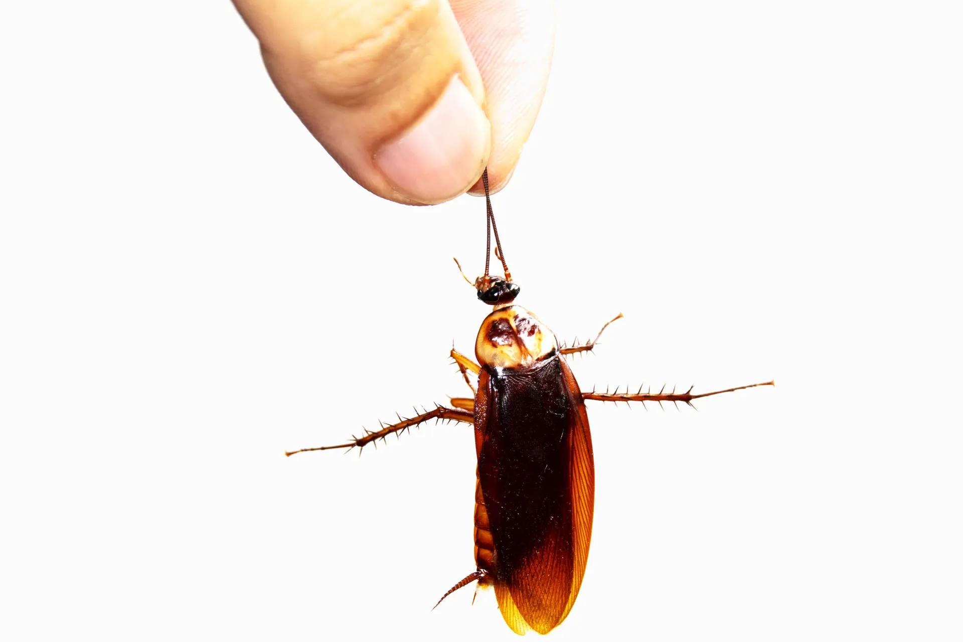 اگر سوسک از فضا سقوط کند، زنده می‌ماند؟