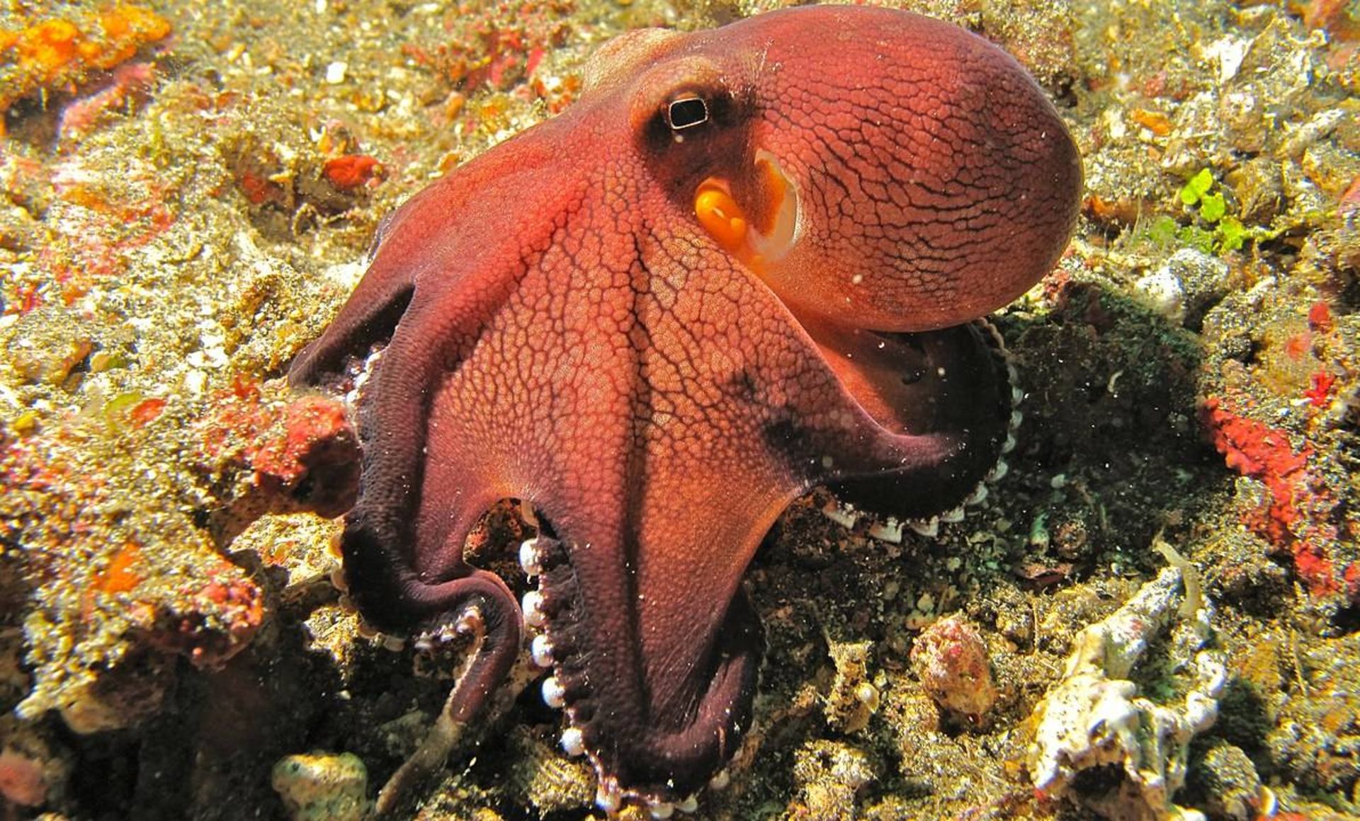 هشت پا یا اختاپوس نارگیل دوست