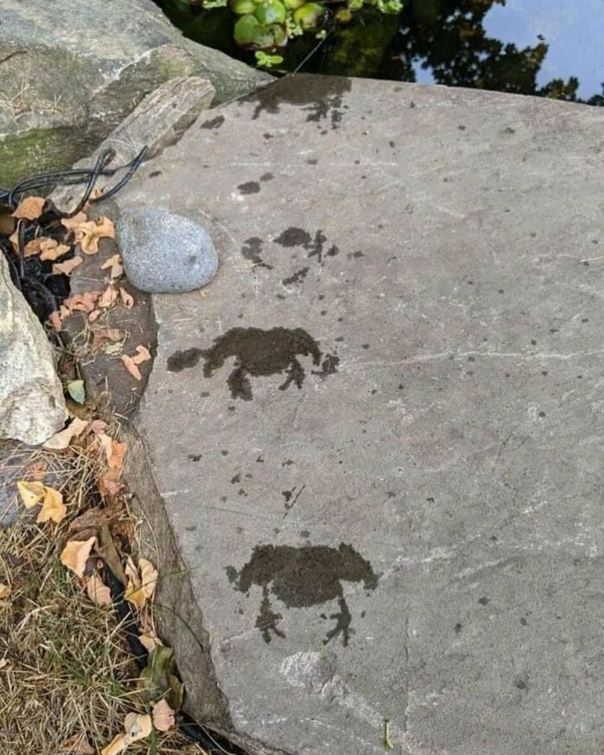 رد قورباغه روی سنگ