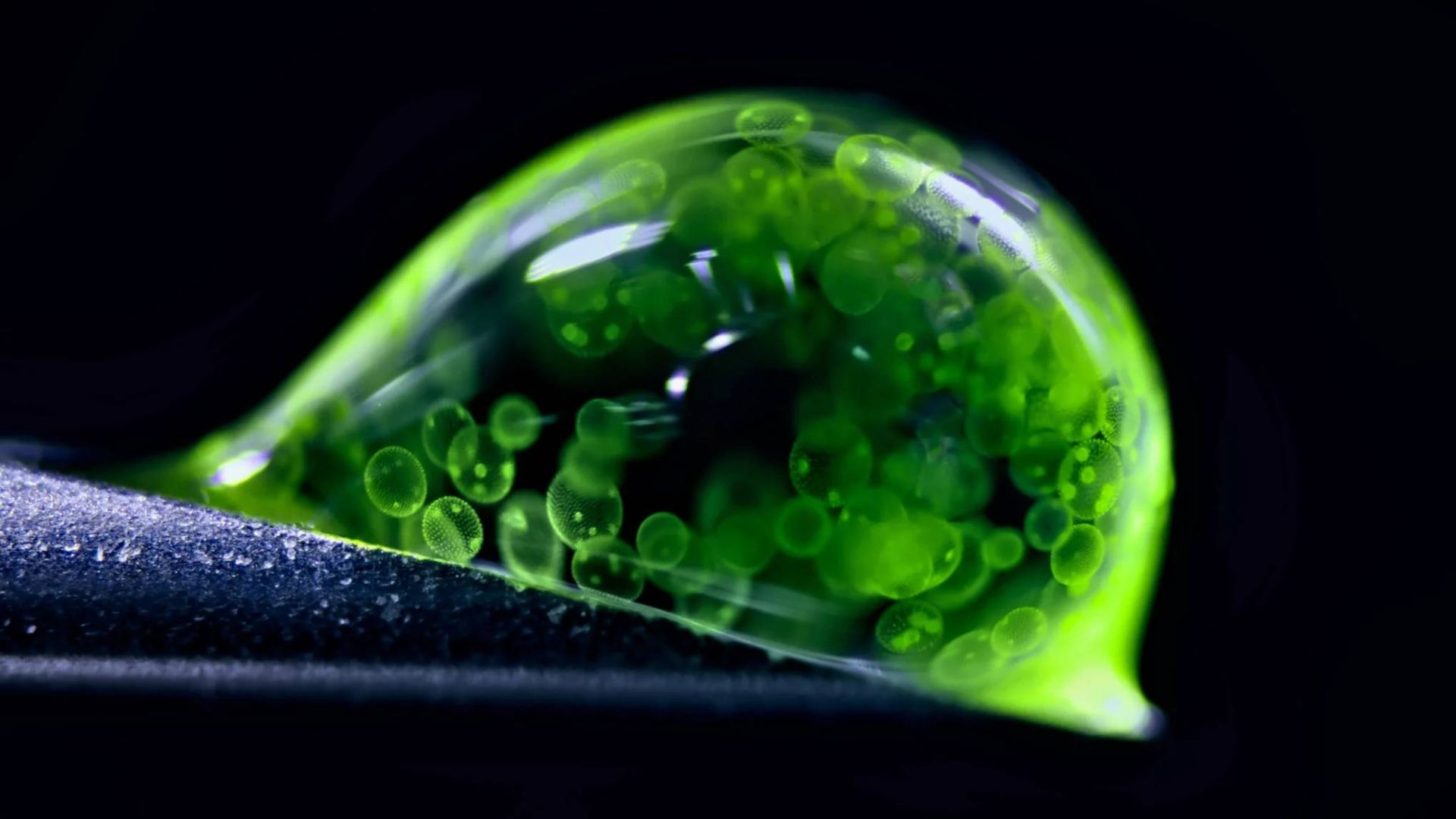 کلنی‌های جلبک ولووکس