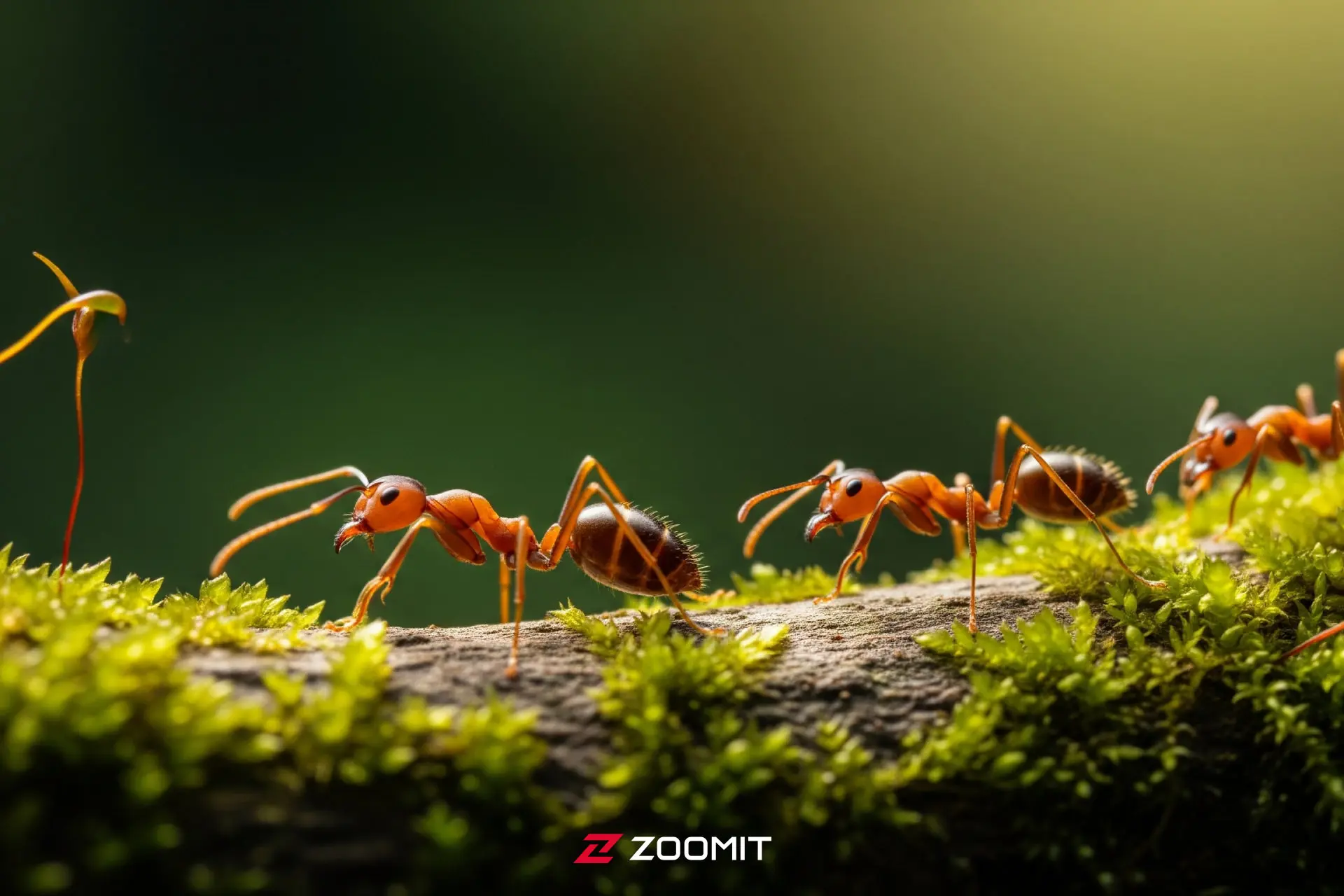 مورچه‌ها تمام دنیا را تحت سلطه خود درآورده‌اند؛ به‌جز چند نقطه دوردست