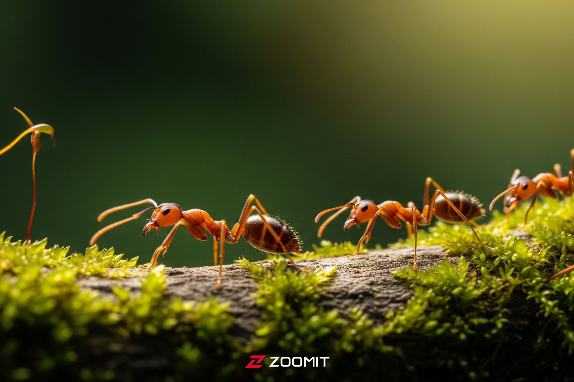 یک کلونی مورچه که در حال عبور از روی شاخه‌ای پوشیده از خزه