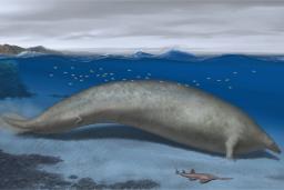 مرجع متخصصين ايران آيا اين نهنگ منقرض‌شده سنگين‌ترين حيوان تاريخ بوده است؟