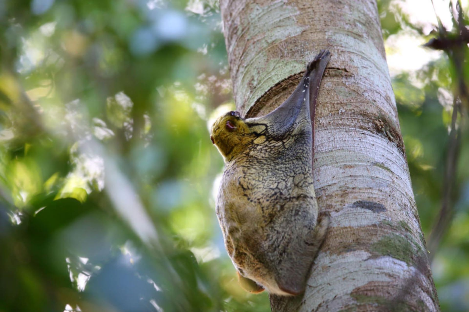 کلگو یا لمور پرنده یا پوست‌پر سوندا روی درخت