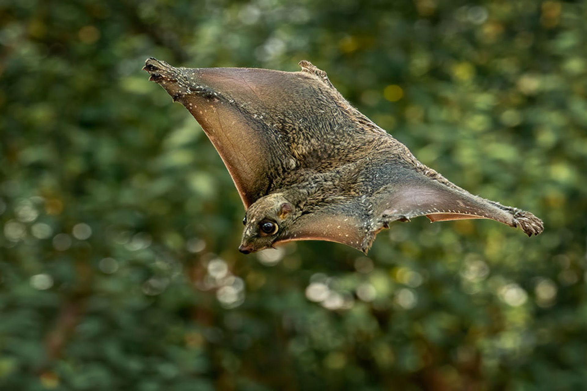 کلگو یا لمور پرنده یا پوست‌پر سوندا در حال پرواز