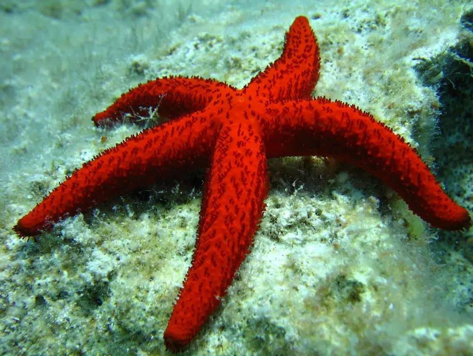 ستاره دریایی شانه ای