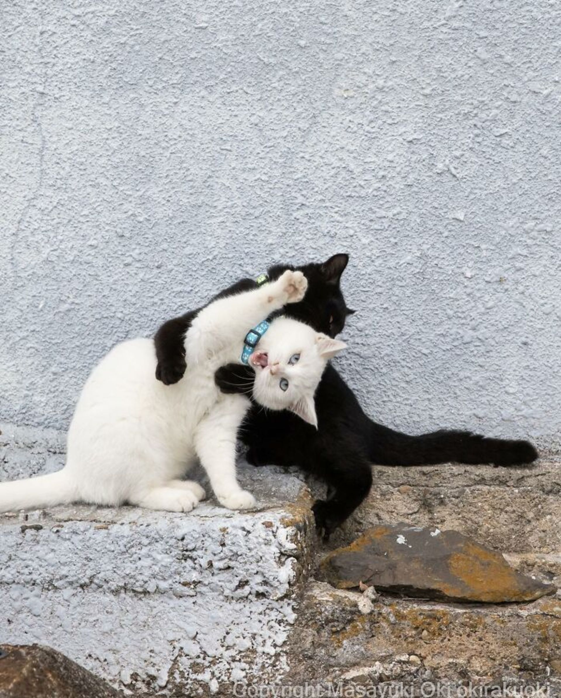 گربه سفید و سیاه در حال بازی