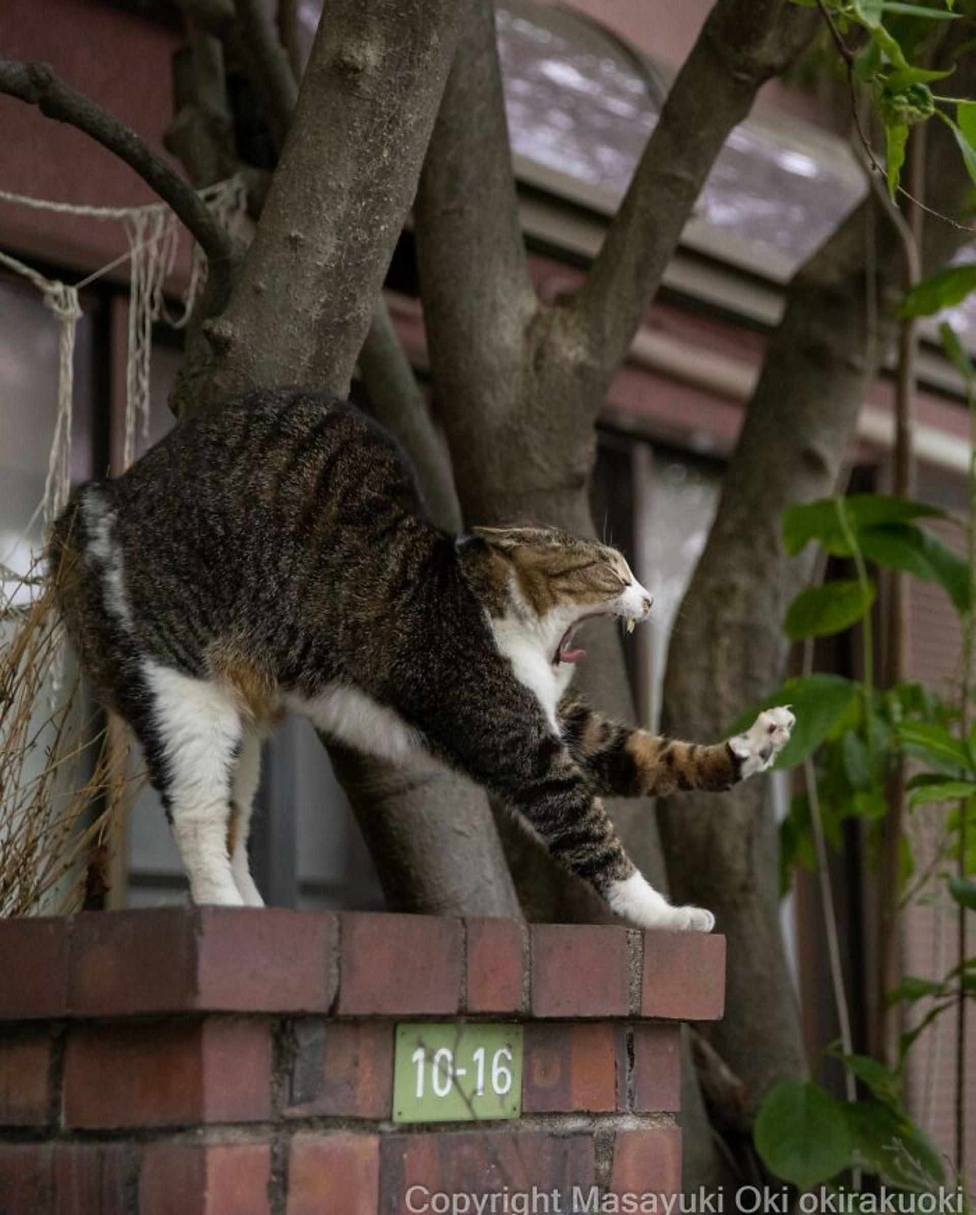 گربه در حال کش و قوس بالای دیوار