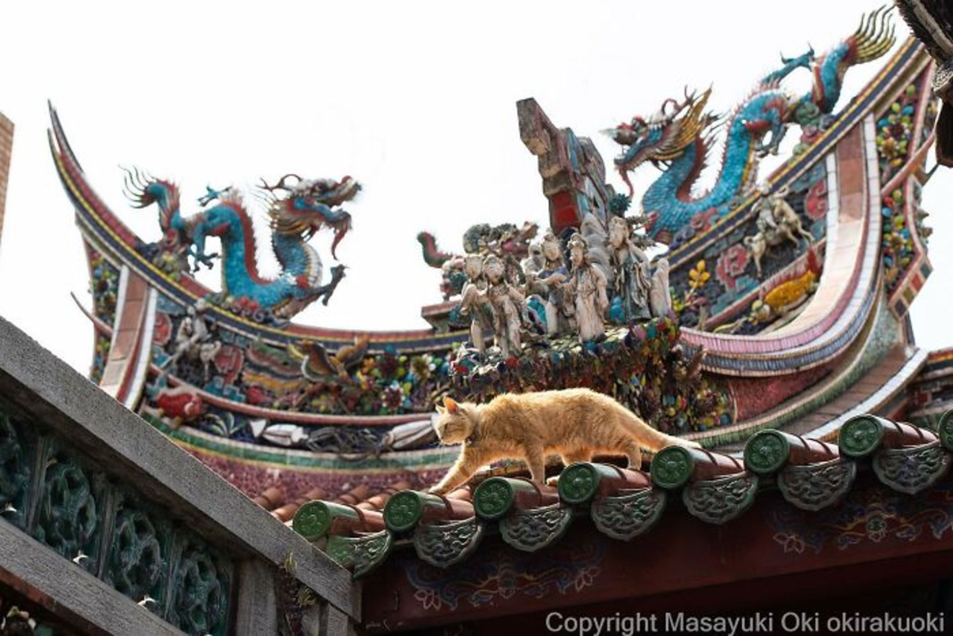 گربه بالای دیوار قصر معبد