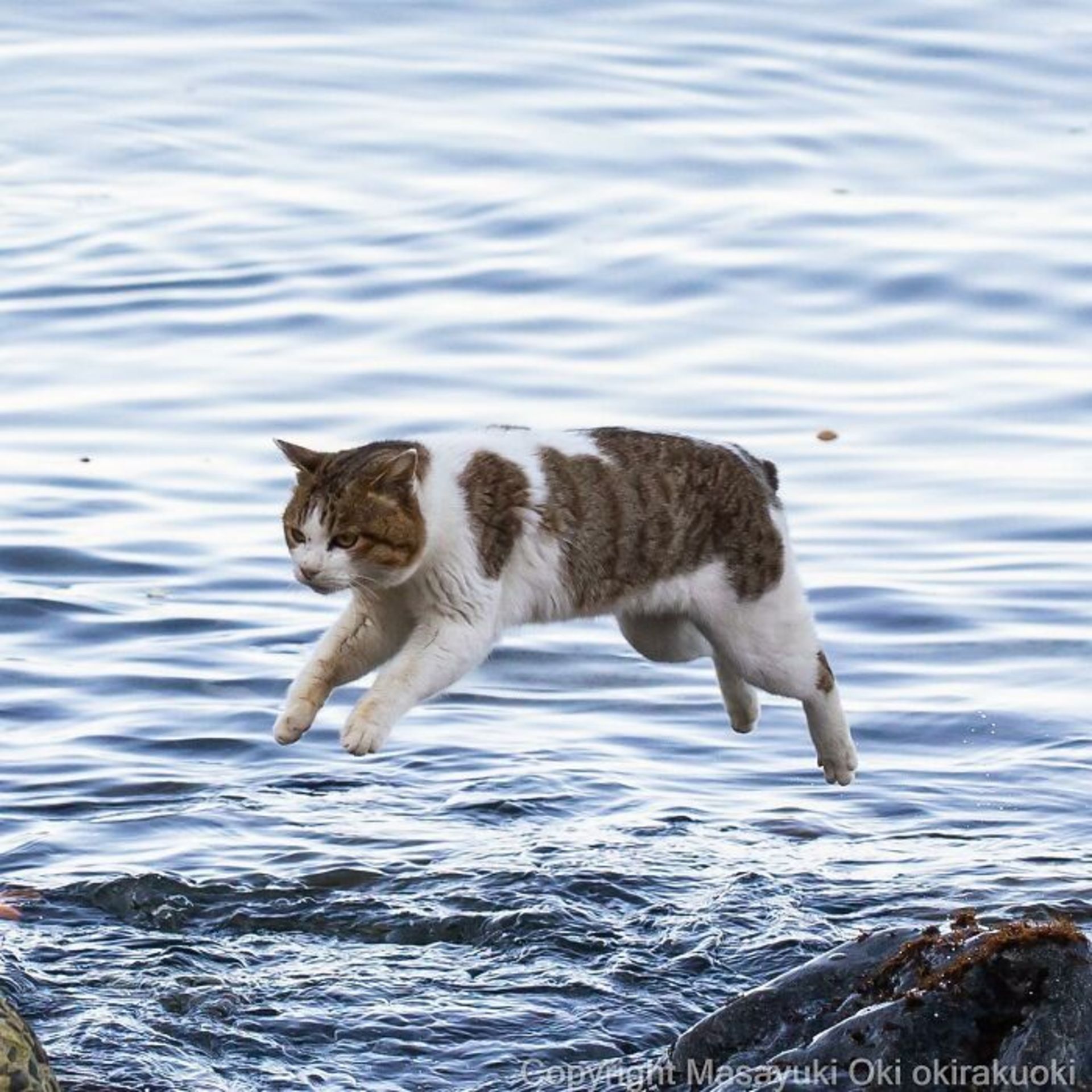 گربه در حال پریدن از روی آب